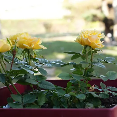 2k Eco 빌라 Plagiárion